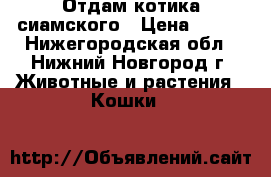 Отдам котика сиамского › Цена ­ 500 - Нижегородская обл., Нижний Новгород г. Животные и растения » Кошки   